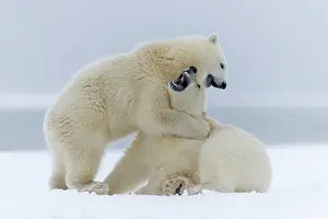 Yearlings: Polar Bear - yearlings playing together - along