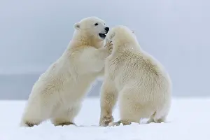 Yearlings: Polar Bear - yearlings playing together - along