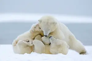 Yearlings: Polar Bear - yearlings playing together - along