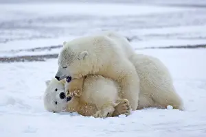 Yearlings: Polar Bear yearlings playing in the snow Autumn