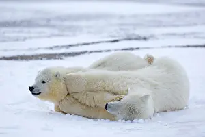 Yearlings: Polar Bear yearlings playing in the snow Autumn