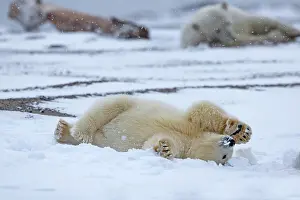 Yearlings: Polar Bear yearlings playing in the snow Autumn