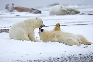 Yearlings: Polar Bear yearlings playing in the snow Autumn