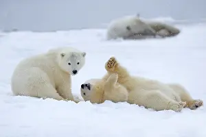 Yearlings: Polar Bear yearlings playing in the snow Autumn