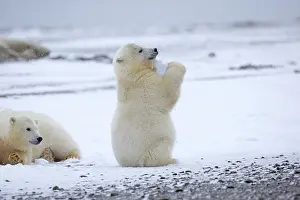 Yearlings: Polar Bear yearlings playing in the snow Autumn