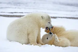 Yearlings: Polar Bear yearlings playing in the snow Autumn