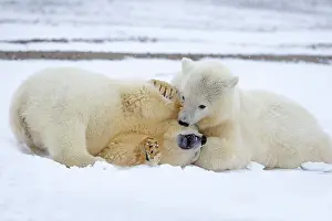 Yearlings: Polar Bear yearlings playing in the snow Autumn