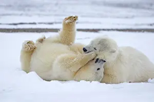 Yearlings: Polar Bear yearlings playing in the snow Autumn