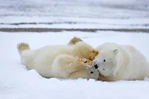 Yearlings: Polar Bear yearlings playing in the snow Autumn