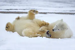 Yearlings: Polar Bear yearlings playing in the snow Autumn