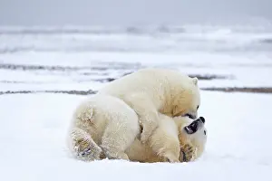 Yearlings: Polar Bear yearlings playing in the snow Autumn