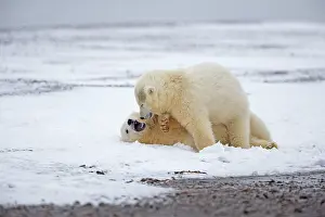 Yearlings: Polar Bear yearlings playing in the snow Autumn