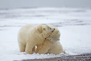 Yearlings: Polar Bear yearlings playing in the snow Autumn