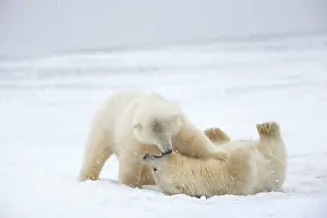 Yearlings: Polar Bear yearlings playing in the snow Autumn