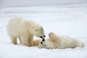 Yearlings: Polar Bear yearlings playing in the snow Autumn