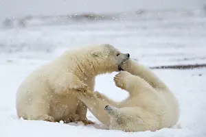 Yearlings: Polar Bear yearlings playing in the snow Autumn