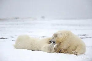 Yearlings: Polar Bear yearlings playing in the snow Autumn