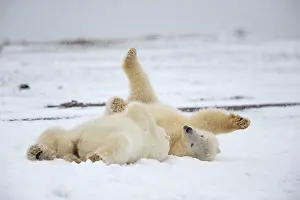 Yearlings: Polar Bear yearlings playing in the snow Autumn