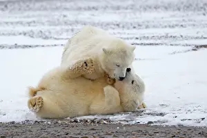 Yearlings: Polar Bear yearlings playing in the snow Autumn