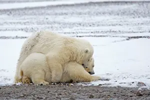 Yearlings: Polar Bear yearlings playing in the snow Autumn