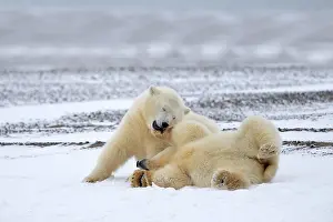 Yearlings: Polar Bear yearlings playing in the snow Autumn