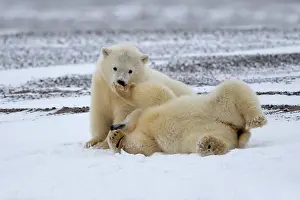 Yearlings: Polar Bear yearlings playing in the snow Autumn