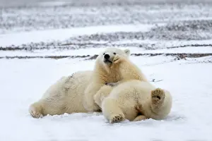 Yearlings: Polar Bear yearlings playing in the snow Autumn