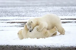 Yearlings: Polar Bear yearlings playing in the snow Autumn
