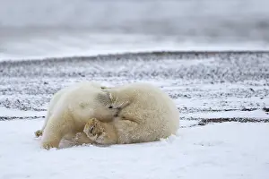 Yearlings: Polar Bear yearlings playing in the snow Autumn