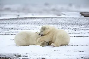 Yearlings: Polar Bear yearlings playing in the snow Autumn