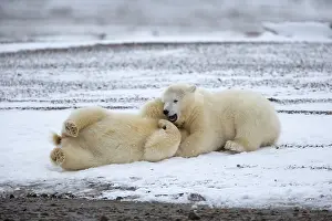 Yearlings: Polar Bear yearlings playing in the snow Autumn