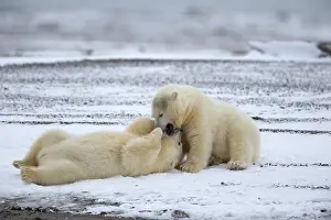 Yearlings: Polar Bear yearlings playing in the snow Autumn