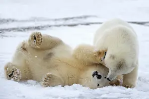 Yearlings: Polar Bear yearlings playing in the snow Autumn