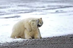 Yearlings: Polar Bear yearlings playing in the snow Autumn