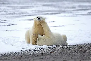 Yearlings: Polar Bear yearlings playing in the snow Autumn