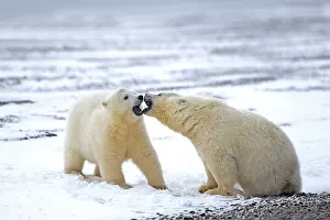 Yearlings: Polar Bear yearlings playing in the snow Autumn