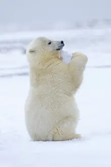 Yearlings: Polar Bear yearlings playing in the snow Autumn