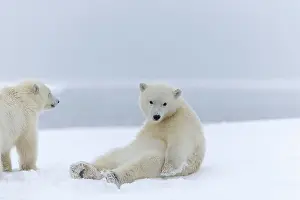 Barrier: Polar Bear - yearlings - sitting - along a barrier