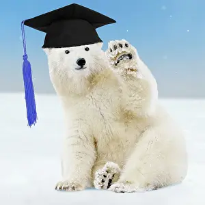 160520: Polar Bear - young bear waving and wearing a Graduation cap