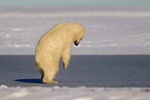 Pushing: Polar Bear - young cub jumping pushing down on the ice