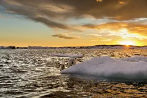 Floe: Polar Bear and young cub (Ursus maritimus) cling