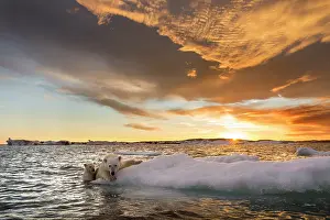 Floe: Polar Bear and young cub (Ursus maritimus) cling