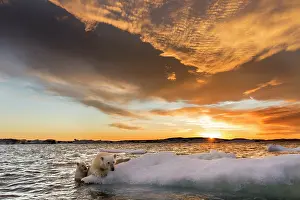 Floe: Polar Bear and young cub (Ursus maritimus) cling