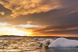 Floe: Polar Bear and young cub (Ursus maritimus) cling