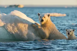 Floe: Polar Bear and young cub (Ursus maritimus) cling