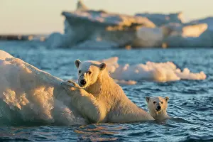 Floe: Polar Bear and young cub (Ursus maritimus) cling