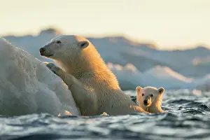 Floe: Polar Bear and young cub (Ursus maritimus) cling