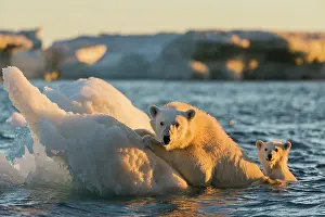 Floe: Polar Bear and young cub (Ursus maritimus) cling