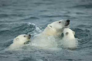 Maritimus: Polar Bear and young cubs (Ursus maritimus) swimming