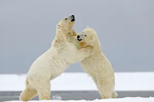 Barrier: Polar Bear - young playing along a barrier island